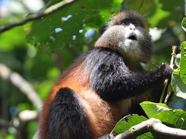 Rwanda vacation, gorillas and wildlife adventure