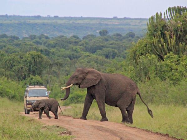 Rwanda vacation, gorillas and wildlife adventure
