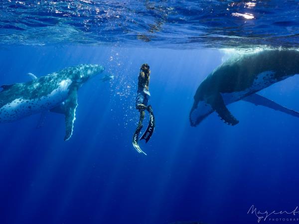 Swim with humpback whales in Tahiti