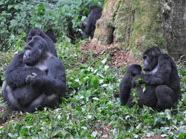 Classic Uganda safari and gorilla trekking