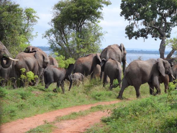 Classic Uganda safari and gorilla trekking