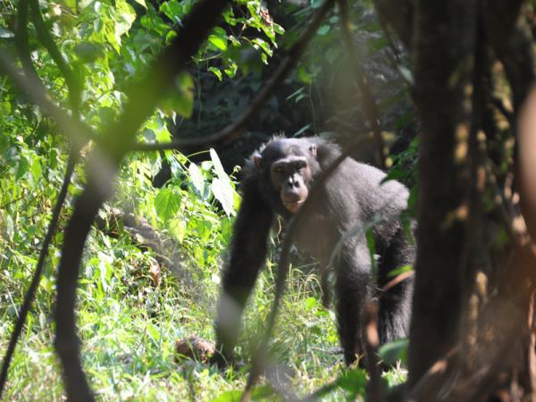 Classic Uganda safari and gorilla trekking