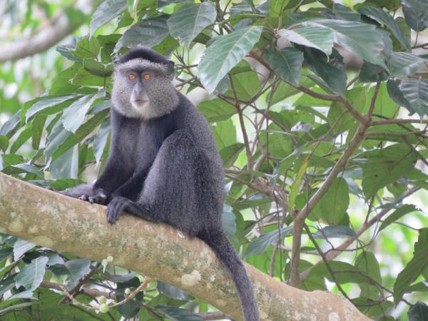 Classic Uganda safari and gorilla trekking