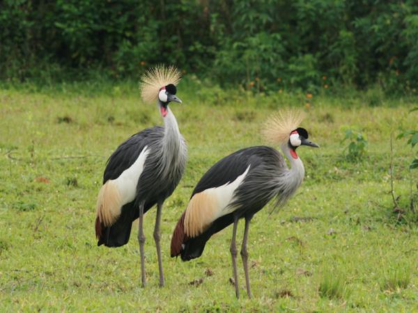 Classic Uganda safari and gorilla trekking