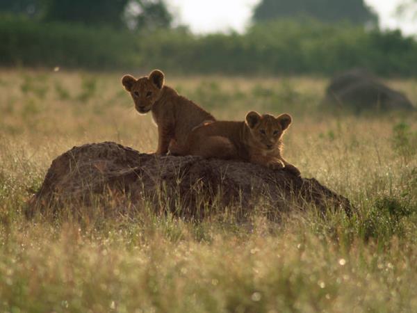 Classic Uganda safari and gorilla trekking