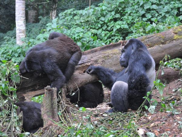 Classic Uganda safari and gorilla trekking