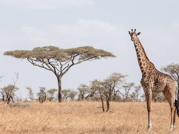 Kenya and Tanzania family safari, small group