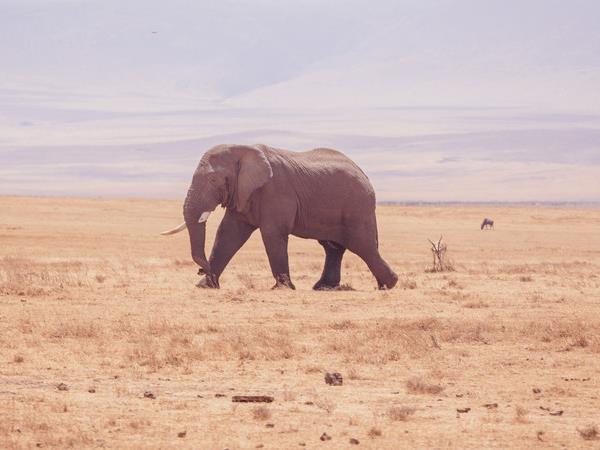 Kenya and Tanzania family safari, small group