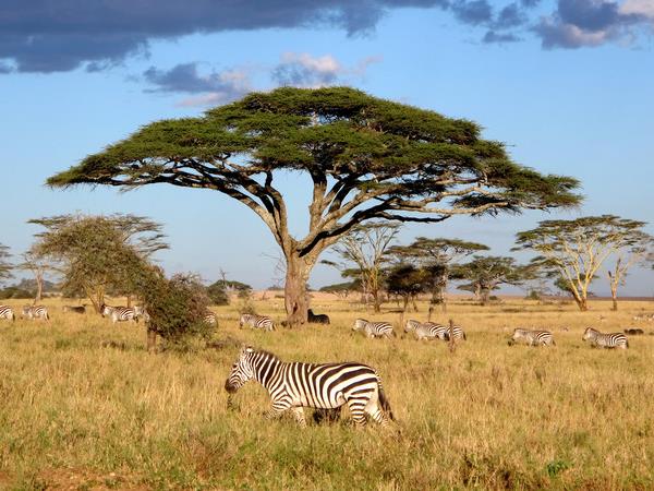 Kenya and Tanzania family safari, small group