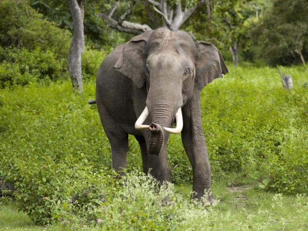 Sri Lanka luxury wildlife vacation