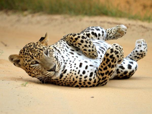 Sri Lanka luxury wildlife vacation