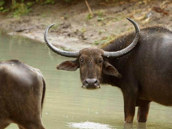 Sri Lanka luxury wildlife vacation