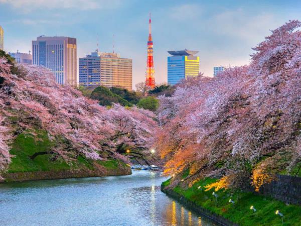 Japan art and food tour, tailor made