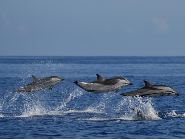 Family whale and dolphin vacation in the Azores