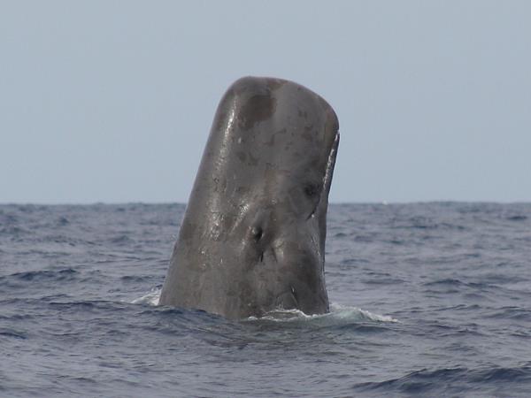 Family whale and dolphin vacation in the Azores