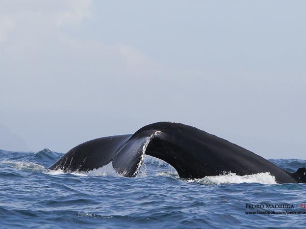 Family whale and dolphin vacation in the Azores
