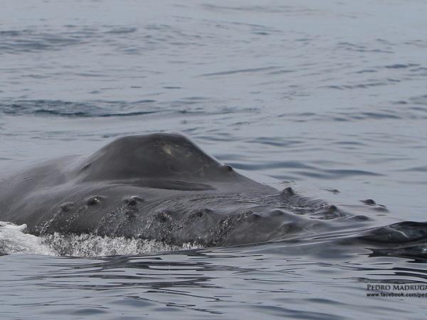Family whale and dolphin vacation in the Azores