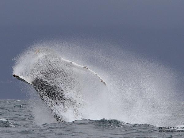 Family whale and dolphin vacation in the Azores