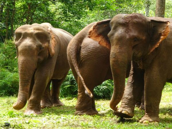 Elephant conservation vacation, Cambodia