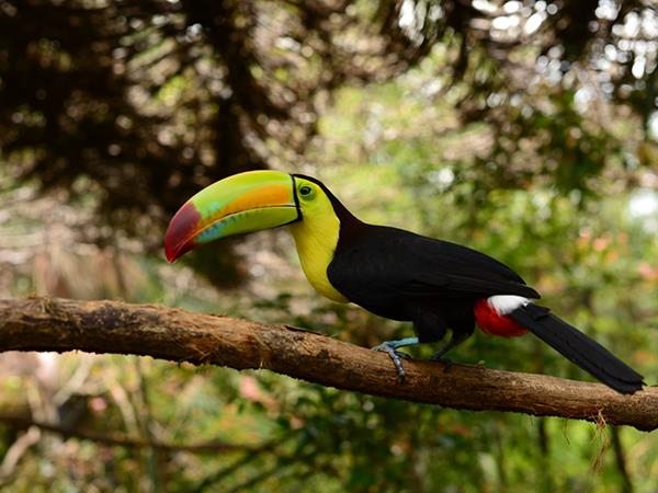 Belize vacation, rainforest, reef and ruins