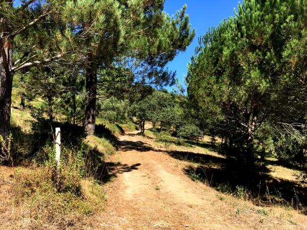 Volunteer at a wolf sanctuary in Portugal