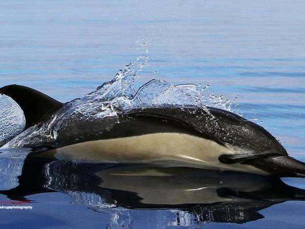 Ocean discovery tour of the Azores