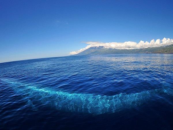 Ocean discovery tour of the Azores