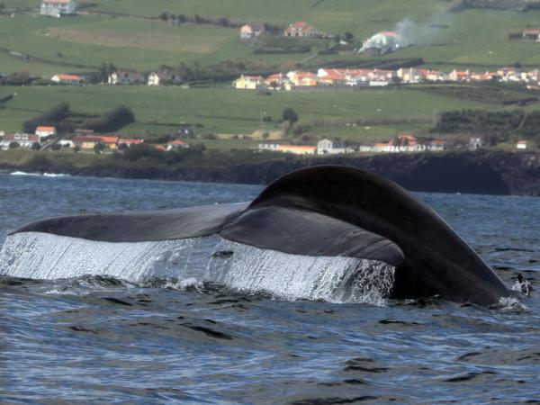 Azores whale watching, Faial