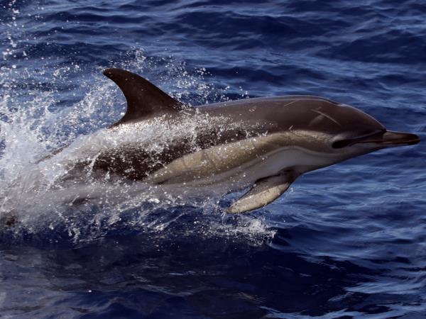 Azores whale watching, Faial