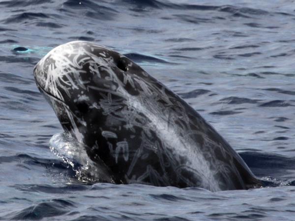 Azores whale watching, Faial
