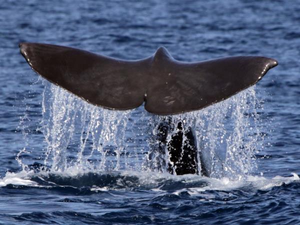 Azores whale watching, Faial