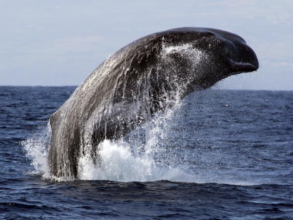 Azores whale watching, Faial