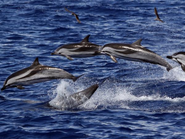 Azores whale watching, Faial