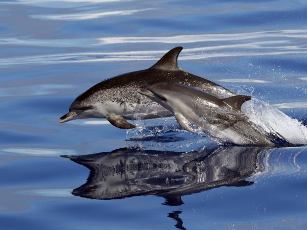 Azores whale watching, Faial