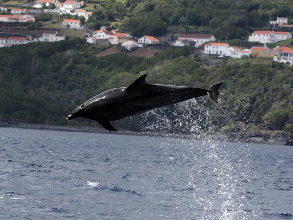 Azores whale watching, Faial