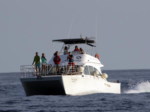 Azores whale watching, Faial