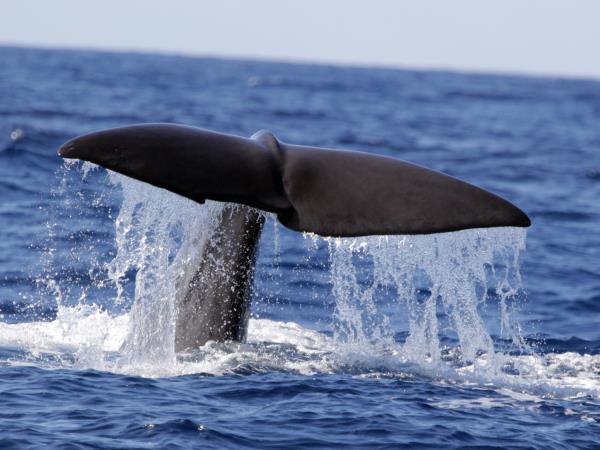 Azores whale watching, Faial