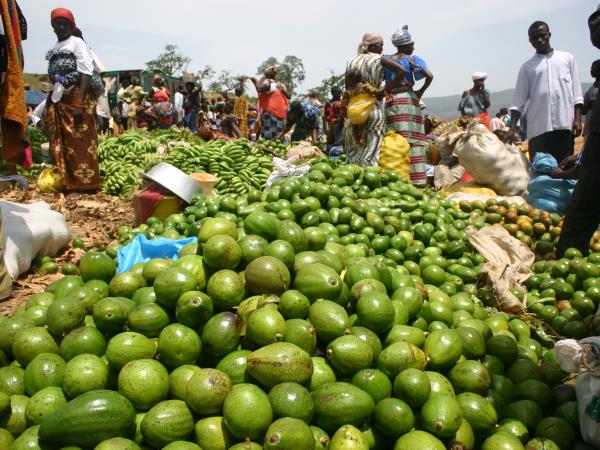 Guinea, Liberia and Sierra Leone tour