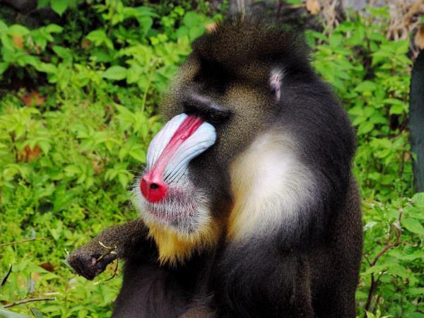 Gabon wildlife vacation, mandrills and gorillas