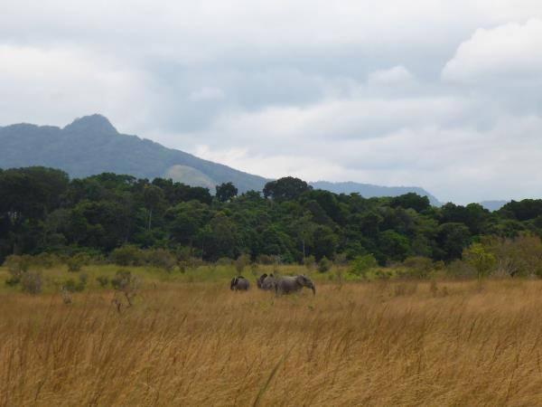 Gabon wildlife vacation, mandrills and gorillas