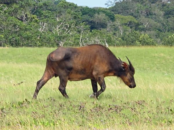 Gabon wildlife vacation, mandrills and gorillas