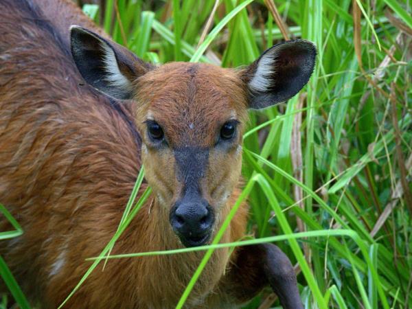 Gabon wildlife vacation, mandrills and gorillas