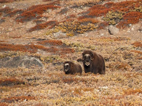 Greenland cruise and northern lights