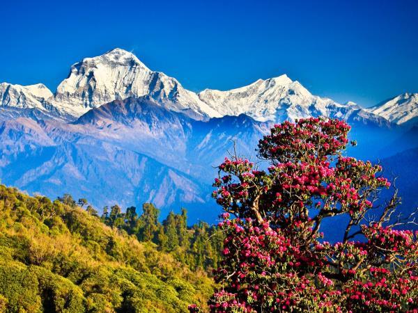 Nepal 8 day highlights tour