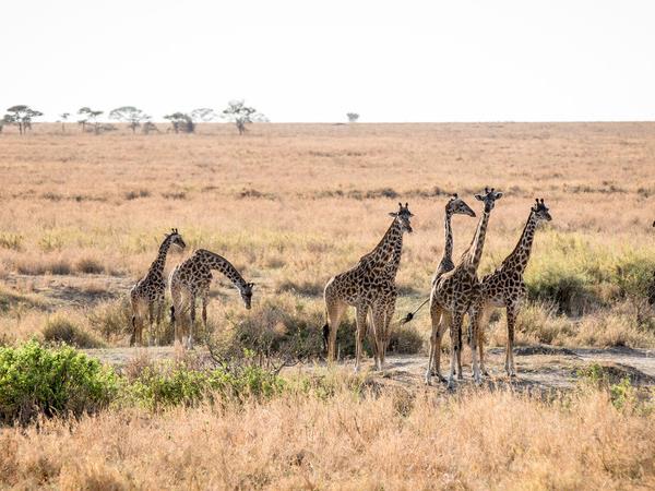 Tanzania small group safari