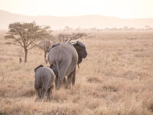 Tanzania small group safari