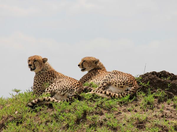 Tanzania small group safari