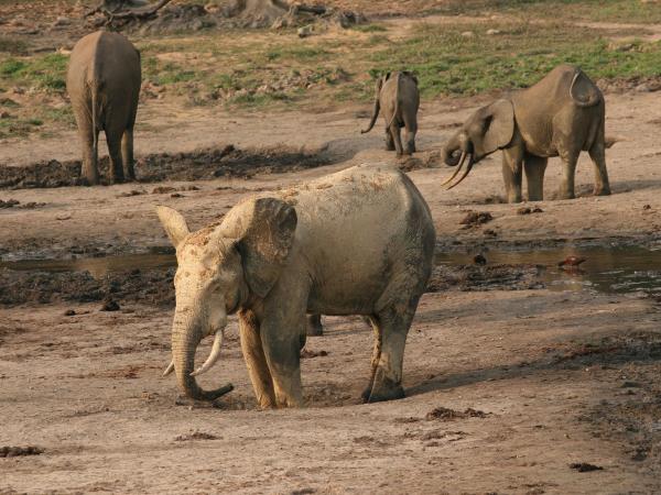 Congo rainforest safari