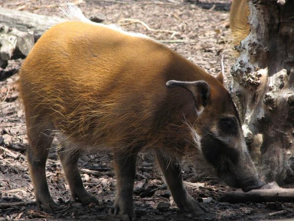 Congo rainforest safari