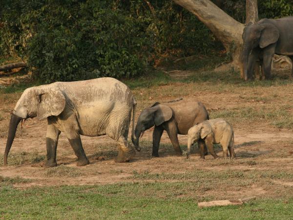 Congo rainforest safari